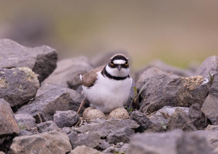 Kulík říční (Charadrius dubius)