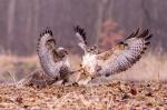 Káně lesní (Buteo buteo)