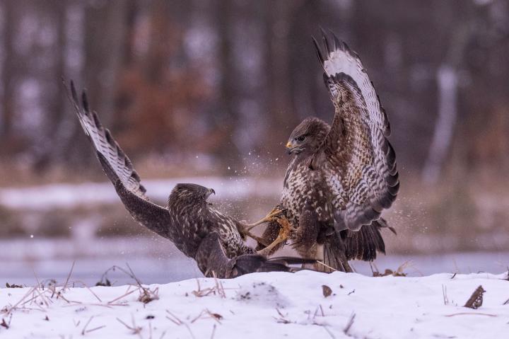Káně lesní (Buteo buteo)