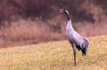  Jeřáb popelavý  ( Grus grus)