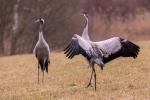  Jeřáb popelavý  ( Grus grus)