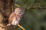 Kulíšek nejmenší (Glaucidium passerinum)
