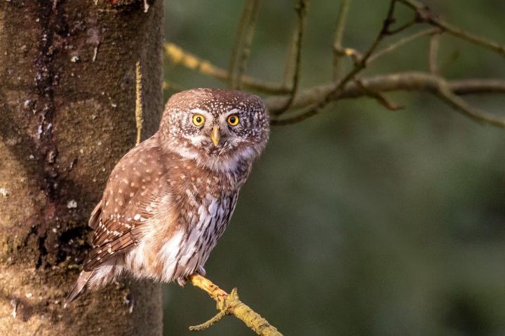 Kulíšek nejmenší (Glaucidium passerinum)