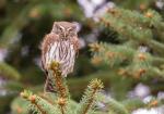 Kulíšek nejmenší (Glaucidium passerinum)