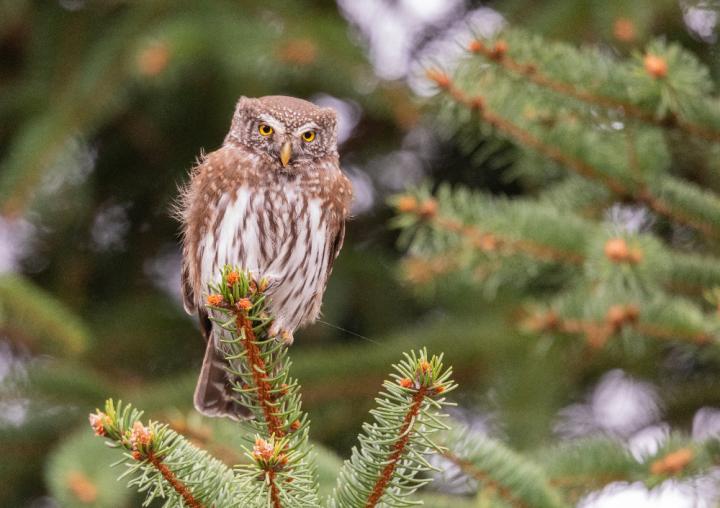 Kulíšek nejmenší (Glaucidium passerinum)