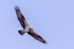 Orlovec říční (Pandion haliaetus)
