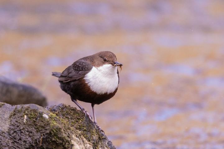 Skorec vodní (Cinclus cinclus)