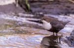 Skorec vodní (Cinclus cinclus)