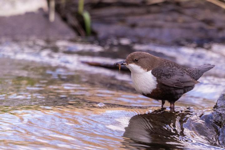Skorec vodní (Cinclus cinclus)