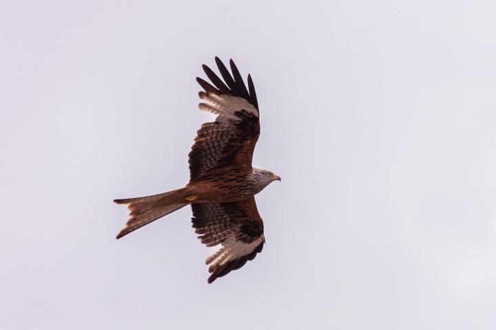 Luňák červený  (Milvus milvus)