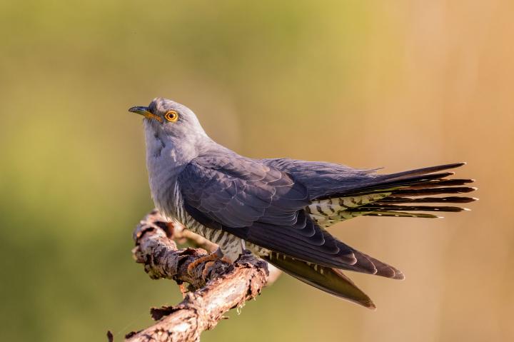 Kukačka obecná                                     (Cuculus canorus)