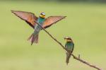 Vlha pestrá (Merops apiaster)