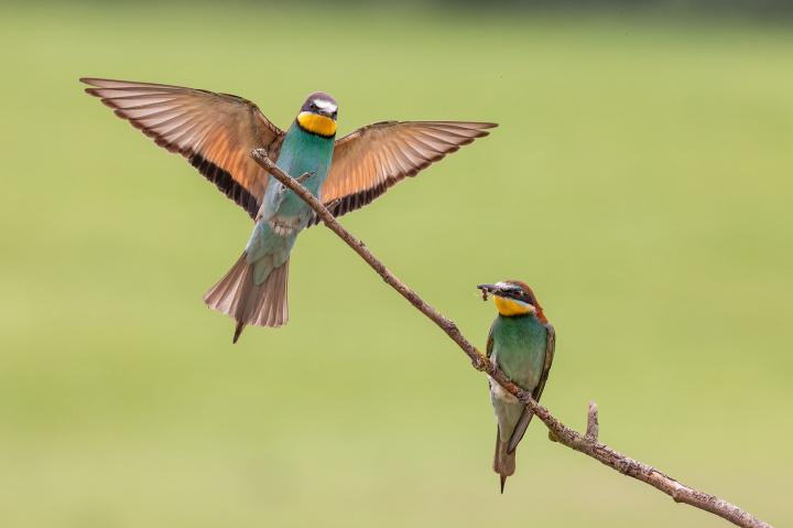 Vlha pestrá (Merops apiaster)