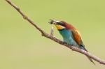 Vlha pestrá (Merops apiaster)