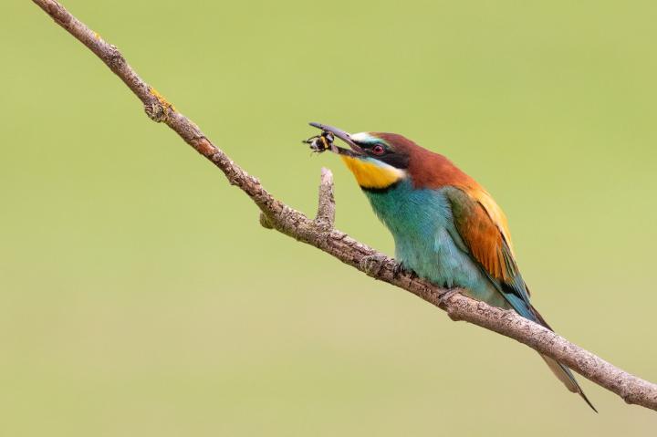 Vlha pestrá (Merops apiaster)