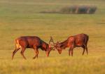 Jelen lesní (Cervus elaphus)