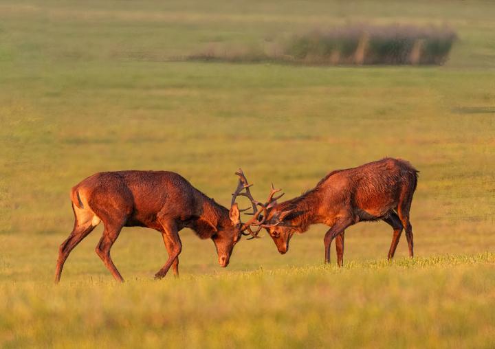 Jelen lesní (Cervus elaphus)