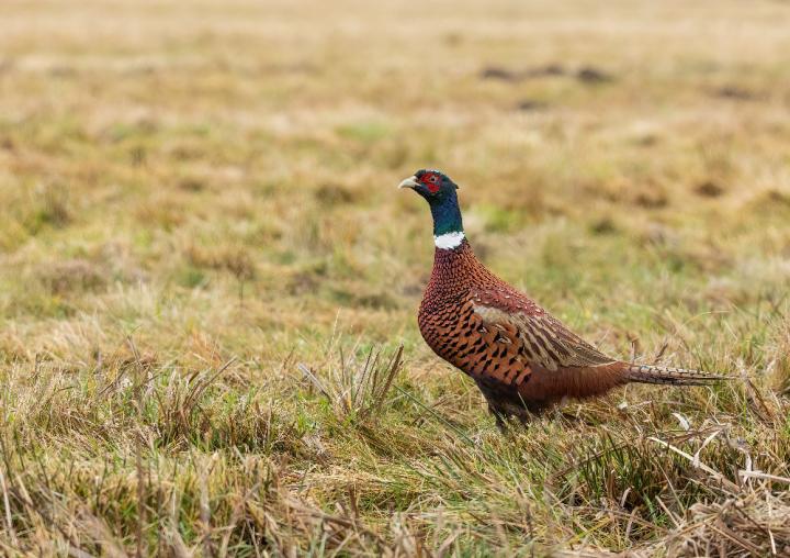 Bažant obecný (Phasianus colchicus)