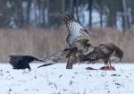 Káně lesní (Buteo buteo)