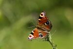 Babočka paví oko (Pavo oculus papilio)