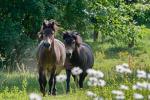 Pony exmorský (Equus ferus caballus)