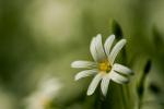 Ptačinec velkokvětý (Stellaria holostea)