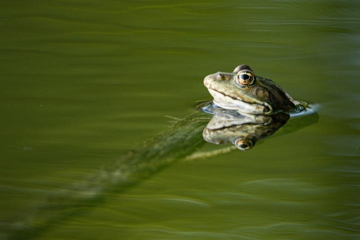Skokan zelený (Viridis DESULTOR)