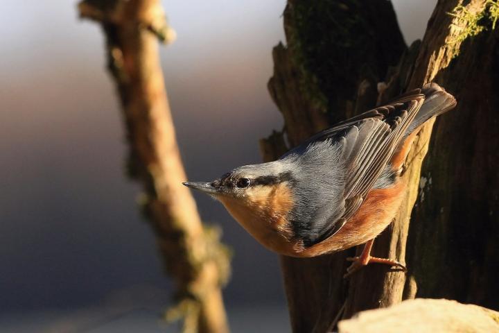 Brhlík lesní (Sitta europaea)