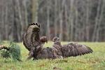 Káně lesní (Buteo buteo)