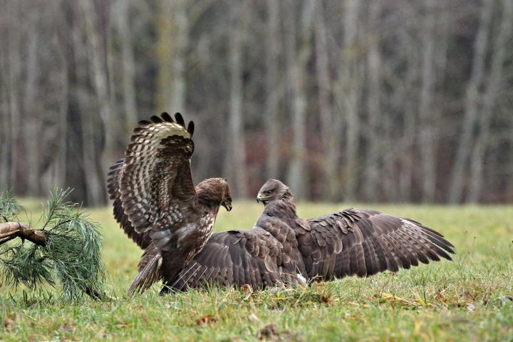 Káně lesní (Buteo buteo)