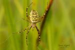 Křižák pruhovaný (Argiope bruennichi)