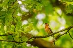 Pěnkava obecná (Fringilla coelebs)