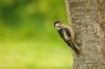 Strakapoud prostřední (Dendrocopos medius)