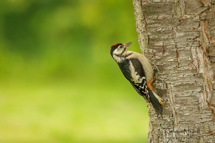 Strakapoud prostřední (Dendrocopos medius)