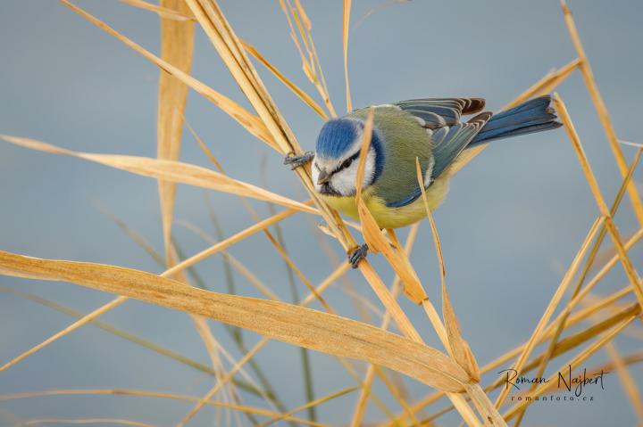 Sýkora modřinka (Parus caeruleus)