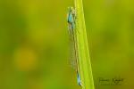 Šídélko větší (Ischnura elegans)