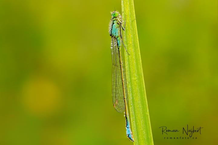 Šídélko větší (Ischnura elegans)