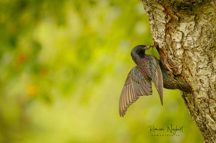 Špaček obecný (Sturnus vulgaris)