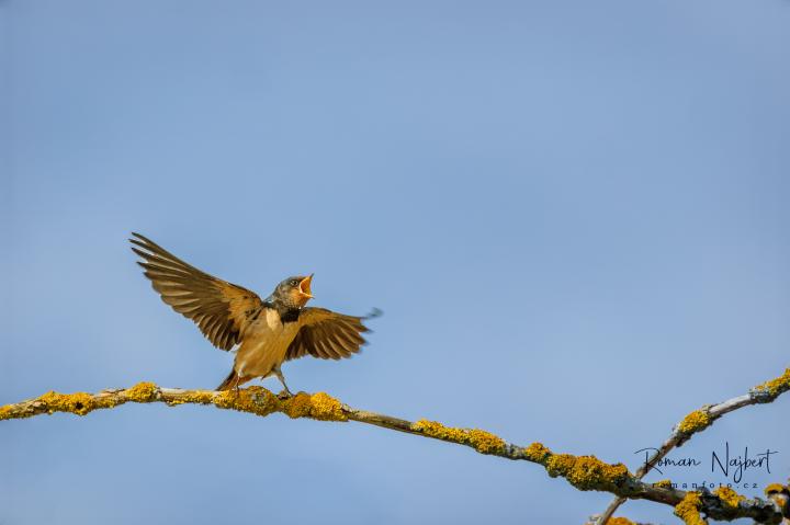 Vlaštovka obecná (Hirundo rustica)