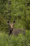 Los evropský (Alces alces)