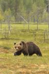  Medvěd hnědý ( Ursus arctos)