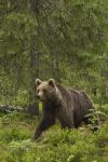  Medvěd hnědý ( Ursus arctos)