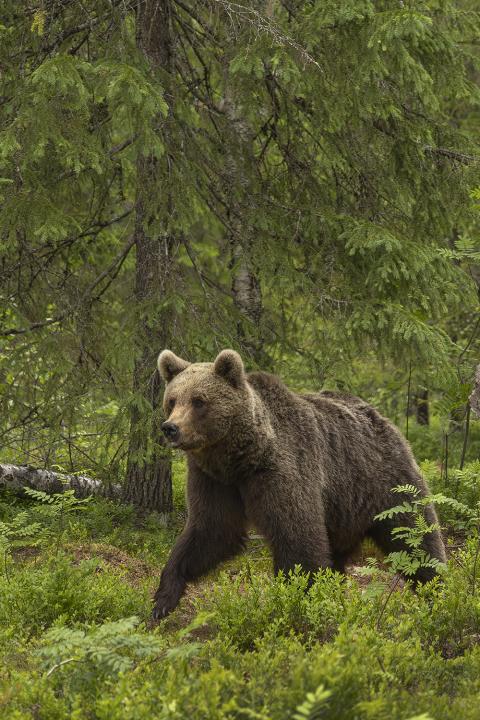  Medvěd hnědý ( Ursus arctos)