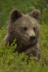  Medvěd hnědý ( Ursus arctos)