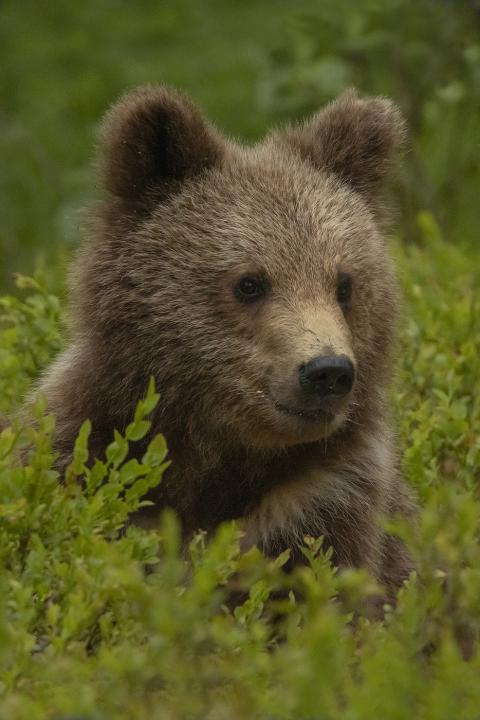  Medvěd hnědý ( Ursus arctos)