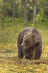 Medvěd hnědý ( Ursus arctos)