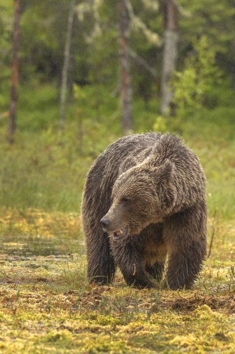  Medvěd hnědý ( Ursus arctos)