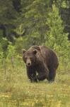  Medvěd hnědý ( Ursus arctos)