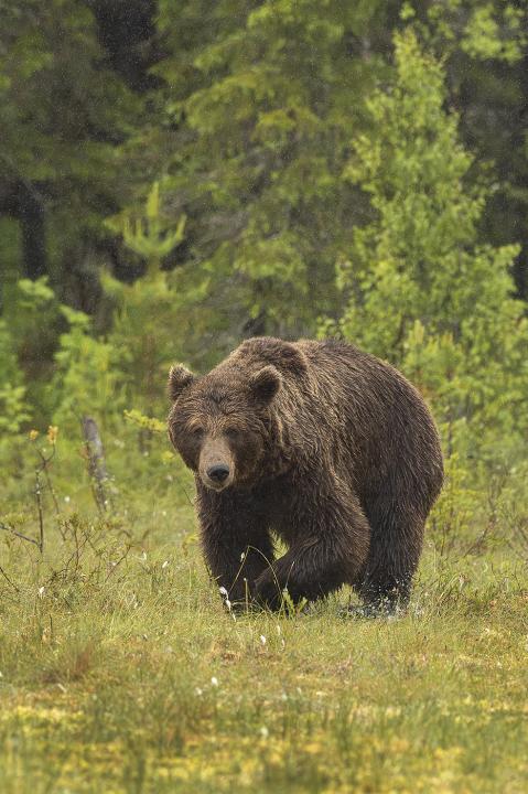  Medvěd hnědý ( Ursus arctos)