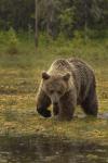  Medvěd hnědý ( Ursus arctos)